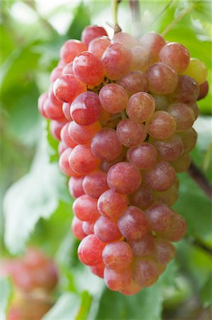 pictures of grape plant - Grapes Stock Photo - Premium Royalty-Free, Code: 622-07760653