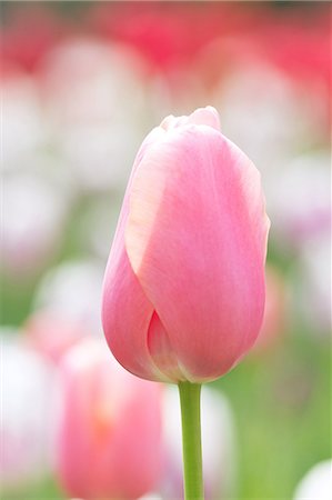 field tulip flowers nature - Tulip field Stock Photo - Premium Royalty-Free, Code: 622-07760666