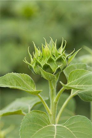 Sunflower Stock Photo - Premium Royalty-Free, Code: 622-07760672