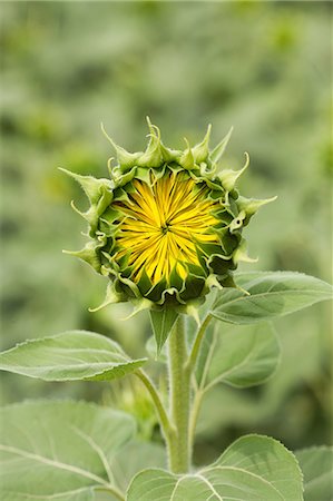 Sunflower Photographie de stock - Premium Libres de Droits, Code: 622-07760673