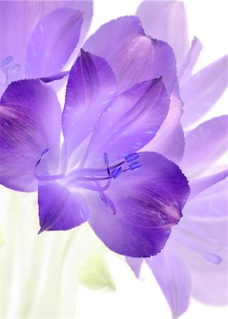 soft purple - Alstroemeria Stock Photo - Premium Royalty-Free, Code: 622-07810586