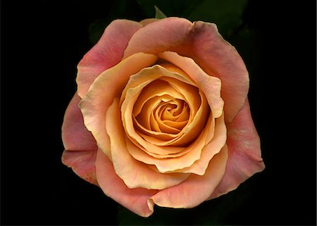 rosal - Rose flower Foto de stock - Sin royalties Premium, Código: 622-07810582