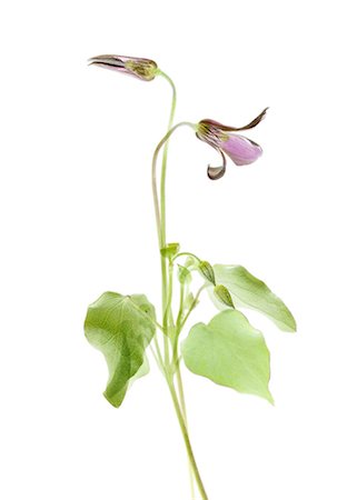Violet Foto de stock - Sin royalties Premium, Código: 622-07810590