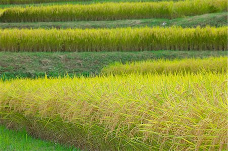 rice ear - Rice ears Photographie de stock - Premium Libres de Droits, Code: 622-07810695