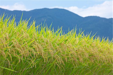 rice ear - Nagano Prefecture, Japan Stock Photo - Premium Royalty-Free, Code: 622-07810696