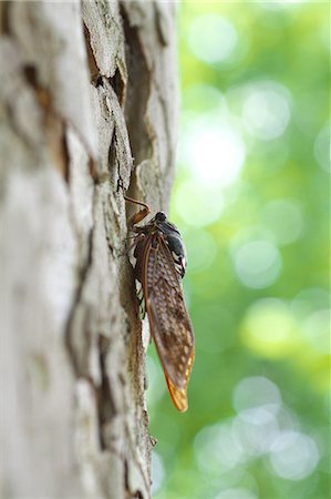 Balm cricket Stock Photo - Premium Royalty-Free, Code: 622-07810690