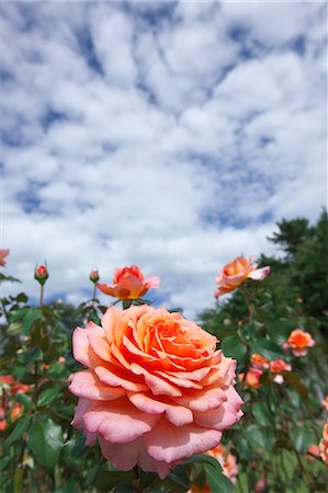 simsearch:622-06487540,k - Rose flowers Fotografie stock - Premium Royalty-Free, Codice: 622-07810738