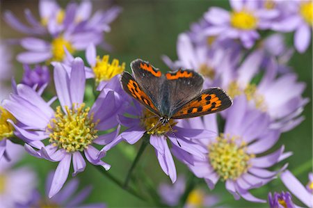 Common Copper Photographie de stock - Premium Libres de Droits, Code: 622-07810733