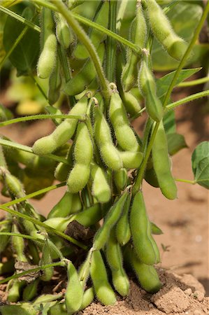 photo of cereal cultivation - Edamame soy beans Stock Photo - Premium Royalty-Free, Code: 622-07810774