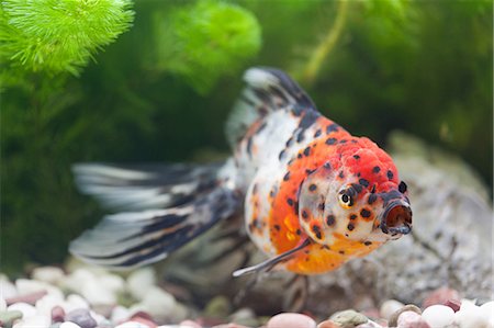Freshwater fish Photographie de stock - Premium Libres de Droits, Code: 622-07810775