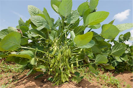 soybean - Edamame soy beans Stock Photo - Premium Royalty-Free, Code: 622-07810773