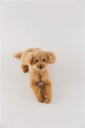 simsearch:695-03390135,k - Toy poodle Photographie de stock - Premium Libres de Droits, Code: 622-07810828