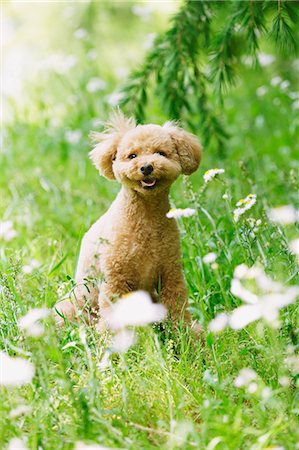 smart pets - Toy poodle in a park Stock Photo - Premium Royalty-Free, Code: 622-07810821