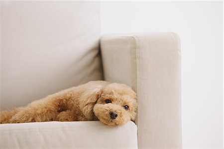 Toy poodle on sofa Stockbilder - Premium RF Lizenzfrei, Bildnummer: 622-07810836
