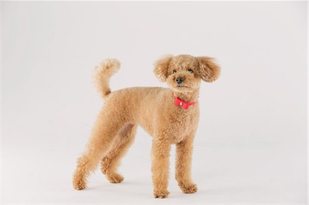 Toy poodle Photographie de stock - Premium Libres de Droits, Code: 622-07810830