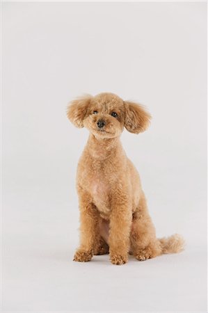 dogs on white - Toy poodle Stock Photo - Premium Royalty-Free, Code: 622-07810831