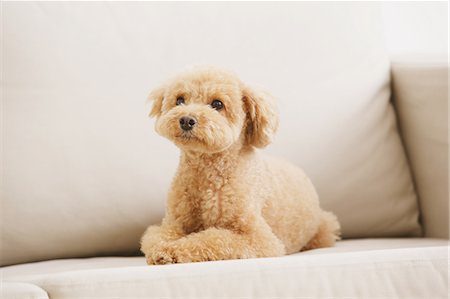 facile - Toy poodle on sofa Foto de stock - Sin royalties Premium, Código: 622-07810832