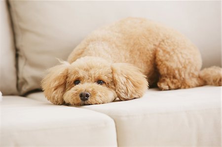Toy poodle on sofa Stock Photo - Premium Royalty-Free, Code: 622-07810833