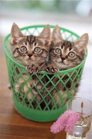 Domestic cats Stock Photo - Premium Royalty-Free, Code: 622-07810894