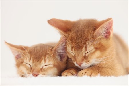 simsearch:859-08244333,k - Domestic cats Photographie de stock - Premium Libres de Droits, Code: 622-07810903