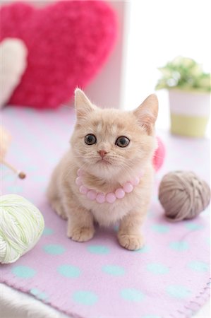 Domestic cat Foto de stock - Sin royalties Premium, Código: 622-07810925