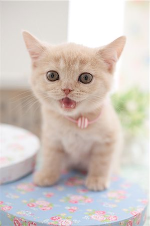 Domestic cat Stockbilder - Premium RF Lizenzfrei, Bildnummer: 622-07810939