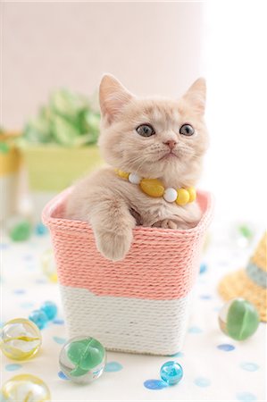 Domestic cat Foto de stock - Sin royalties Premium, Código: 622-07810930