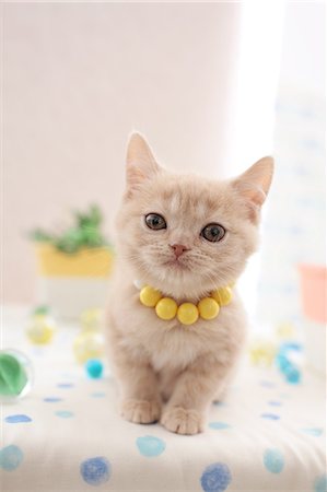 picture of cat sitting on plant - Domestic cat Stock Photo - Premium Royalty-Free, Code: 622-07810932