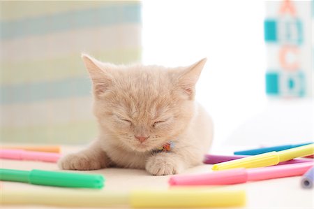 Domestic cat Foto de stock - Sin royalties Premium, Código: 622-07810946
