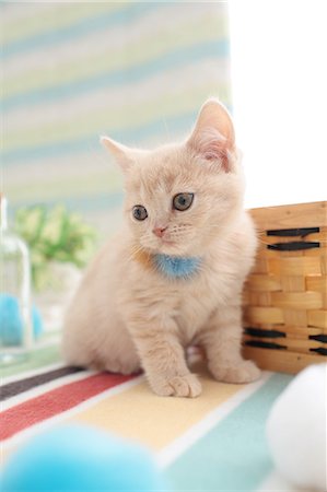 Domestic cat Photographie de stock - Premium Libres de Droits, Code: 622-07810942