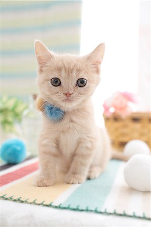 Domestic cat Foto de stock - Sin royalties Premium, Código: 622-07810943