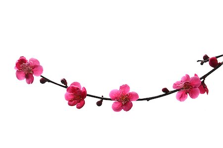 Plum blossoms Photographie de stock - Premium Libres de Droits, Code: 622-07810979