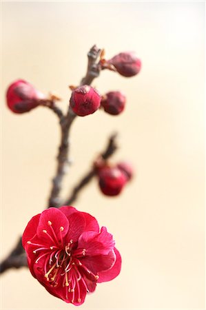 simsearch:622-08065145,k - Plum blossoms Fotografie stock - Premium Royalty-Free, Codice: 622-07810972