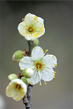 Plum blossoms Foto de stock - Sin royalties Premium, Código: 622-07810987