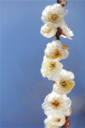 Plum blossoms Stock Photo - Premium Royalty-Free, Code: 622-07810989
