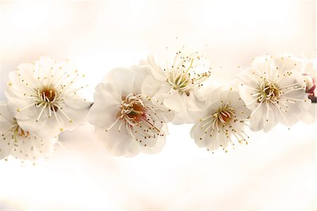 simsearch:622-07811055,k - Plum blossoms Fotografie stock - Premium Royalty-Free, Codice: 622-07810980