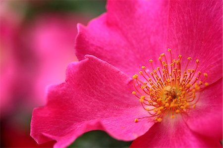 simsearch:622-07108652,k - Rose flower Stock Photo - Premium Royalty-Free, Code: 622-07811045