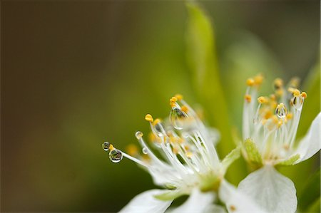 pollen - Plum blossoms Photographie de stock - Premium Libres de Droits, Code: 622-07811046