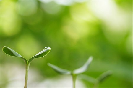 Sprouting leaves Photographie de stock - Premium Libres de Droits, Code: 622-07811048