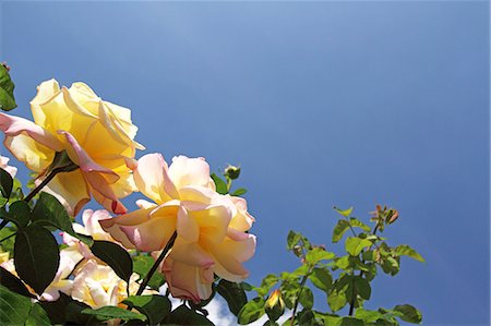 simsearch:622-07841097,k - Rose flowers Photographie de stock - Premium Libres de Droits, Code: 622-07811041