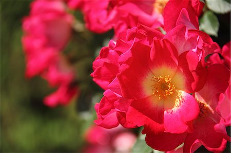 simsearch:622-02355003,k - Rose flowers Stock Photo - Premium Royalty-Free, Code: 622-07811042