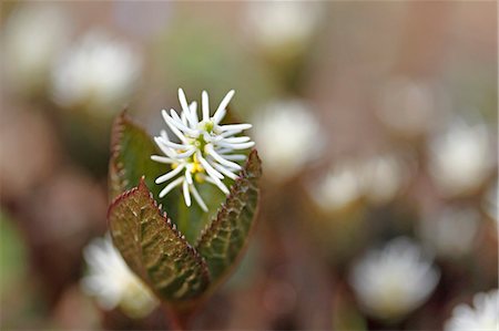 simsearch:622-07811062,k - Chloranthus Japonicus Photographie de stock - Premium Libres de Droits, Code: 622-07811068