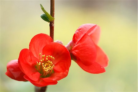 flowering trees - Red flowers Stock Photo - Premium Royalty-Free, Code: 622-07811069