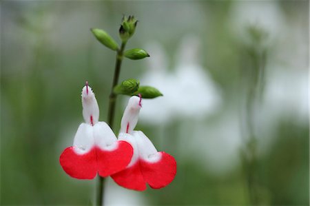 sage flower - Cherry Sage Foto de stock - Sin royalties Premium, Código: 622-07811060