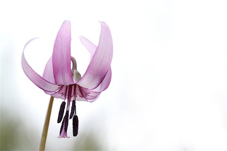 Japanese dog tooth violet Foto de stock - Sin royalties Premium, Código: 622-07811089