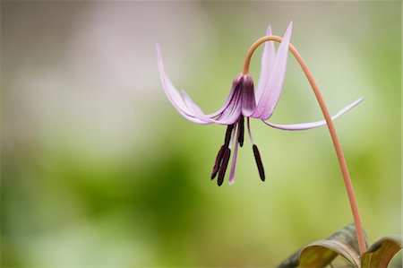 simsearch:622-07811092,k - Japanese dog tooth violet Stock Photo - Premium Royalty-Free, Code: 622-07811096
