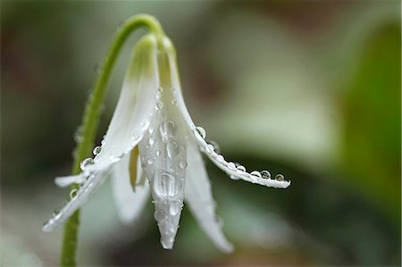 simsearch:622-07811092,k - Japanese dog tooth violet Stock Photo - Premium Royalty-Free, Code: 622-07811090