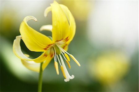 simsearch:622-07811092,k - Japanese dog tooth violet Stock Photo - Premium Royalty-Free, Code: 622-07811092