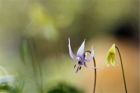 simsearch:622-07811092,k - Japanese dog tooth violet Stock Photo - Premium Royalty-Free, Code: 622-07811093