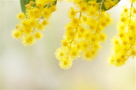 Mimosa Stock Photo - Premium Royalty-Free, Code: 622-07811109